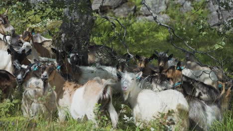 A-close-up-shot-of-the-goat-herd-grazing-on-the-lush-pasture-in-the-mountains