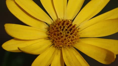 Primer-Plano-De-Una-Flor-Amarilla-Del-Osteospermum-Ecklonis,-Una-Popular-Planta-De-Jardín