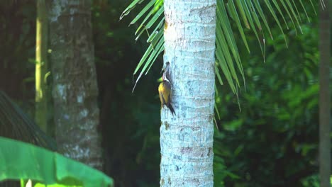 A-woodpecker-is-sitting-on-a-tree-branch-1