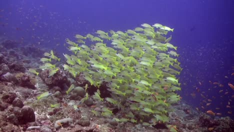 Shoal-of-yellow-snappers-swimming-over-coral-reef-wide-angle-shot