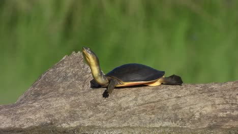 Schildkröte---Teichbereich---Chillen-