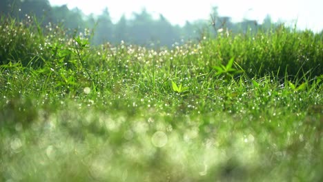 Dew-fell-on-the-Durba-grass-in-the-morning-3