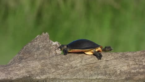Schildkröte-Im-Teichbereich-Und-Licht