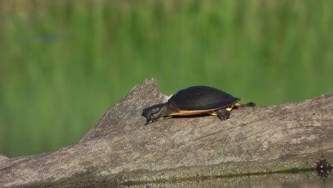 Schildkröte---Auf-Der-Suche-Nach-Nahrung---Teichbereich-