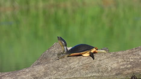 Schildkröte---Im-Teichbereich--Sonne