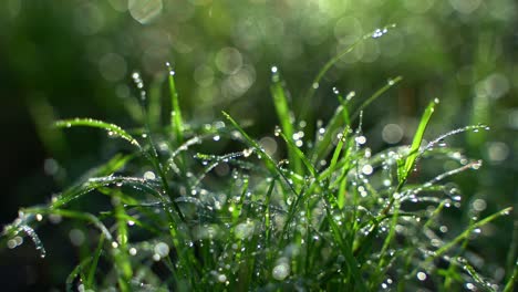 Dew-falls-on-the-Durba-grass-in-the-morning-in-autumn