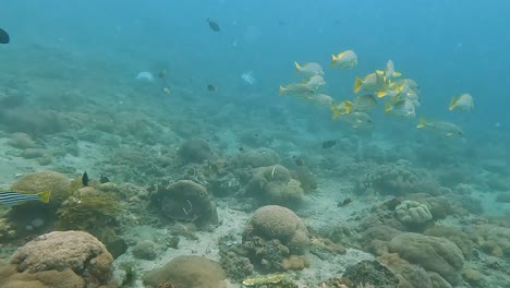 A-shoal-of-large-yellow-and-grey-tropical-fishes-swimming-over-a-healthy-coral-reef-in-crystal-clear-ocean-waters-of-Timor-Leste,-Southeast-Asia