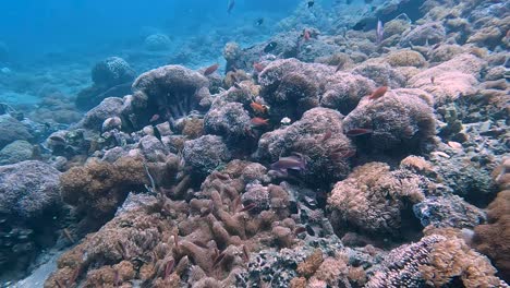 Shoals-of-thousands-of-colourful-tropical-fish-swimming-over-a-beautiful,-healthy-coral-reef-covered-in-sea-anemones-in-the-coral-triangle,-scuba-diving-underwater-in-Timor-Leste,-Southeast-Asia