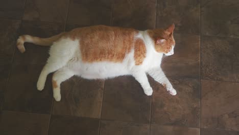 Gato-Mascota-Grande-Tendido-En-El-Suelo-Dentro-De-La-Casa