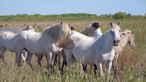 Cowboy-standing-in-a-field-with-his-horses-in-Camargue,-France