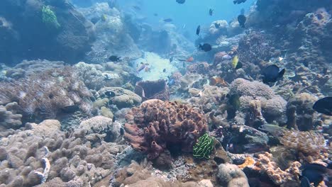 Magical-underwater-world-scuba-diving-over-coral-reef-with-shoals-of-different-colourful-fish-species-in-the-coral-triangle-of-Timor-Leste,-South-East-Asia