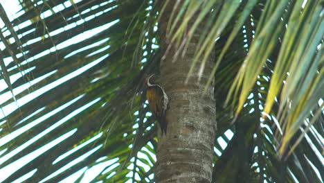 Woodpecker-sitting-on-a-coconut-tree