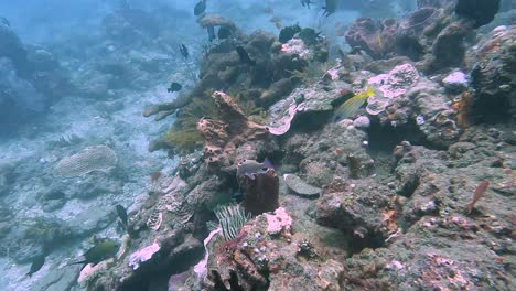 Scuba-diving-over-healthy-coral-reef-and-sea-barrels-in-the-coral-triangle-with-colorful-tropical-fish-shoals-in-crystal-clear-ocean-water-in-Timor-Leste,-Southeast-Asia