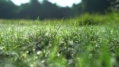 Dew-fell-on-the-Durba-grass-in-the-morning