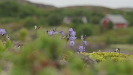 Purple-Wildflowers-Swaying-With-The-Wind-In-The-Meadow-With-Blurred-Cabin-In-The-Background