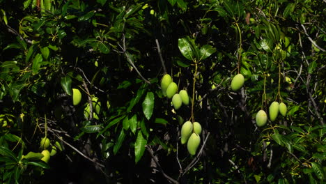 Static,-bunch-of-unripe-mango-hanging-from-tree