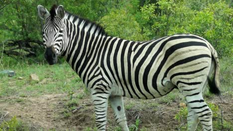 Nahaufnahme-Eines-Wilden-Zebras,-Das-Im-Südafrikanischen-Krüger-Nationalpark-Isst