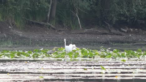 A-White-Great-Egret-a-Swan-and-a-Gray-Heron-Walking-Between-Water-Lillies-on-a-Side-Arm-of-the-Rhine-River