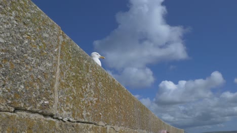 Wide-shot-seagull-rests-of-stone-wall-in-sunshine