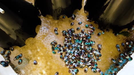 Juvenile-abalone-with-turquoise-shells-crawl-around-empty-tank
