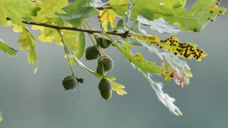 Acorns-Hanging-From-the-Branches-of-an-Oak-Tree-with-Green-Leaves,-Close-Up