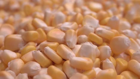 Corn-is-very-healthy-and-tasty-food-1