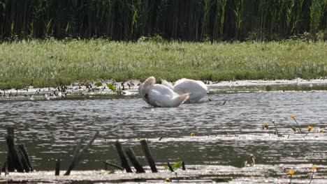 Two-White-Swans-sitting-Between-Water-Lillies-on-a-Side-Arm-of-the-Rhine-River-Preening-Themselves