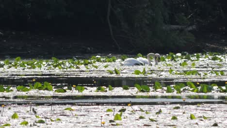 Two-White-Swans-Swimming-Between-Water-Lillies-on-a-Side-Arm-of-the-Rhine-River