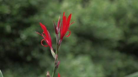 Canna-Paniculata-Pflanze-Nach-Oben-Schließen