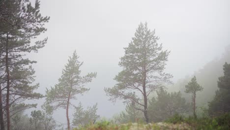 Kiefern-In-Den-Bergen,-Die-Am-Frühen-Morgen-Von-Nebel-Und-Wolken-Umhüllt-Sind