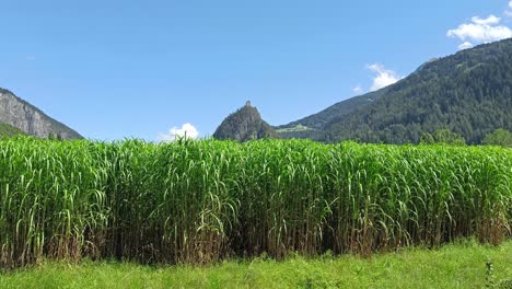 View-over-Corn-Field-with-Castle-on-a-Hill-in-Background-in-Austria-Tyrol
