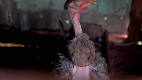 Hen-With-Naked-Neck-Close-Up