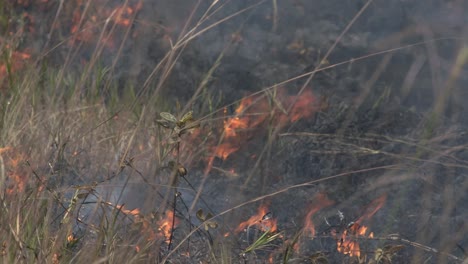 Brush-fires-in-the-Amazon-rainforest-caused-by-deforestation---isolated