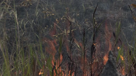 Nahaufnahme-Eines-Lauffeuers-Im-Amazonas-Regenwald,-Während-Ein-Feuerwehrmann-Wasser-Darauf-Sprüht