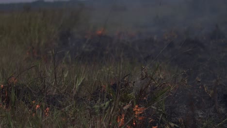 Brände-Zerstören-Den-Amazonas-Regenwald,-Da-Abholzung-Dürre-Verursacht