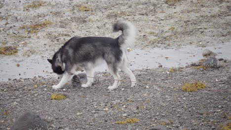 Alaskan-Malamute-Hund-Mit-Langer-Leine,-Der-Auf-Der-Felsigen-Straße-Spazieren-Geht