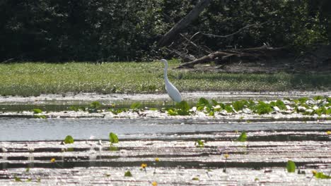 White-Great-Egret-Walking-Between-Water-Lillies-on-a-Side-Arm-of-the-Rhine-River