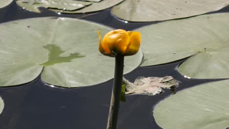 Beautiful-Yellow-Water-Lily-with-Big-Green-Leaves-on-the-Old-Part-of-the-Rhine-River,-Close-Up