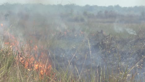 El-Cepillo-Seco-De-La-Sequía-Causada-Por-El-Calentamiento-Global-Da-Como-Resultado-Incendios-Forestales-En-La-Selva-Amazónica