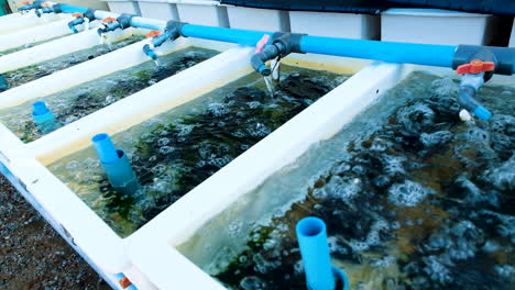 Water-flowing-into-abalone-tanks-and-being-aerated,-commercial-abalone-fishery