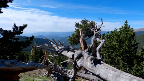 Old-fallen-tree-with-wilderness-and-remote-mountains-behind-it