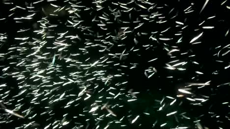 Silver-fish-swimming-fast-and-changing-directions-on-a-night-dive