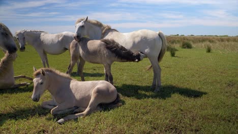 Herd-of-horses-together-with-a-baby-horse-drinking-milk-from-it's-mother
