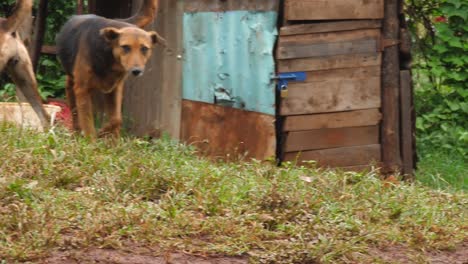 Drei-Schwarze-Dorfhunde-In-Einem-Afrikanischen-Zuhause
