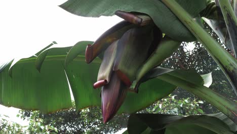 Gesunde-Bananenblume,-Die-Nah-Oben-Wächst