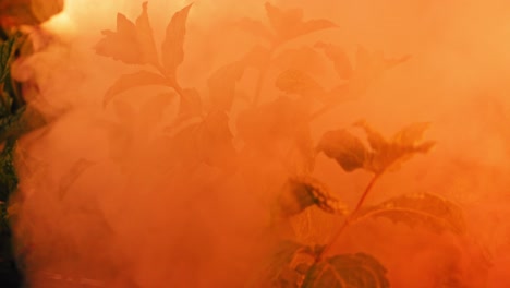 Close-Up-Of-Evergreen-Spearmint-Plants-With-Smoke-Billowing-And-Turning-Into-Red