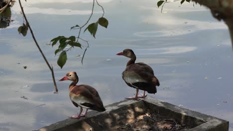 Zwei-Enten-Sitzen-Neben-Dem-Teich-Auf-Der-Zementwand