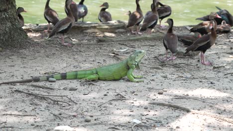 Gran-Iguana-Verde-Rodeada-De-Patos-Cerca-Del-Estanque