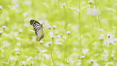 Schmetterling-Bestäubt-Blumen-In-Natürlicher-Umgebung-6