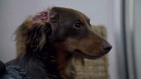 Cute-Dachshund-dog-with-its-ear-folded-over